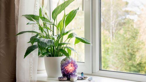 Good Luck Plants To Bring Positivity & Prosperity To Your Home