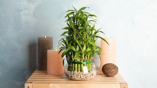 Keep Your Lucky Bamboo Plant Healthy With These Quick Tips