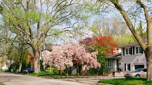 Beat The Winter Smog With These Lush Quick Growing Trees