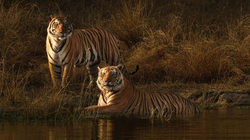 Indian Forests That Are Perfect For Your Family's First Safari